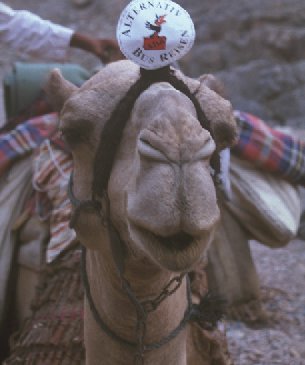 Kamel
